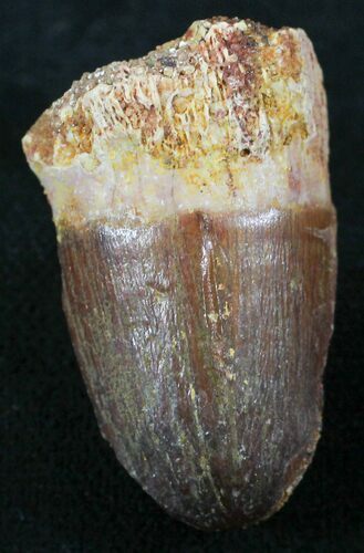 Cretaceous Fossil Crocodile Tooth - Morocco #26307